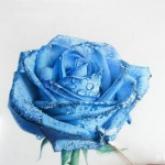 刚学彩铅画没有感觉？把我这四个技巧灵感爆棚！