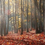 油画如何科学的除掉表面的灰尘？