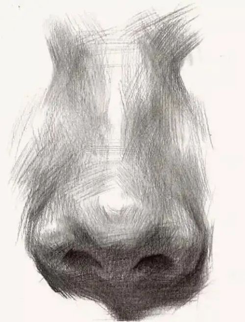 素描鼻子画法分步骤图解 素描鼻子多角度分析画法教学