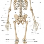 素描模型：含有骨骼名称标注的人体骨骼完整高清图片