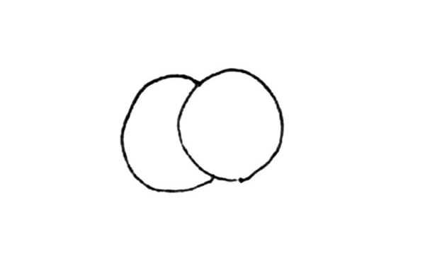 桂圆简笔画详细步骤