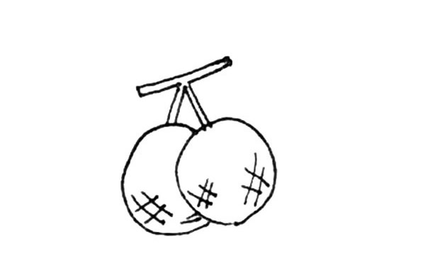 桂圆简笔画详细步骤