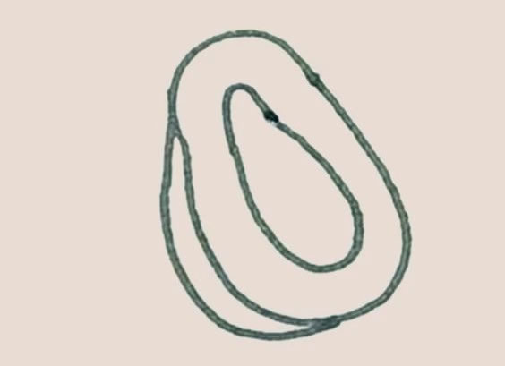 木瓜简笔画的画法