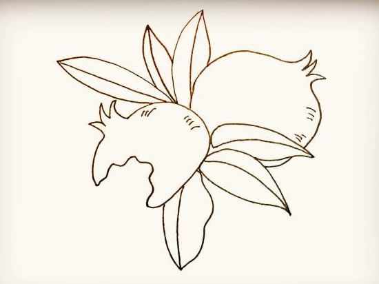 带叶子的石榴简笔画