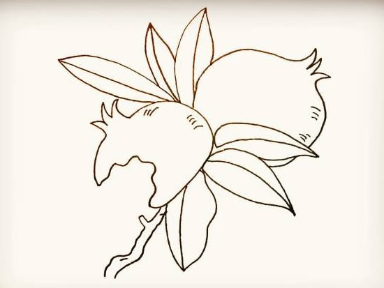 带叶子的石榴简笔画