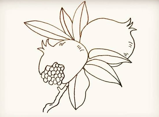 带叶子的石榴简笔画