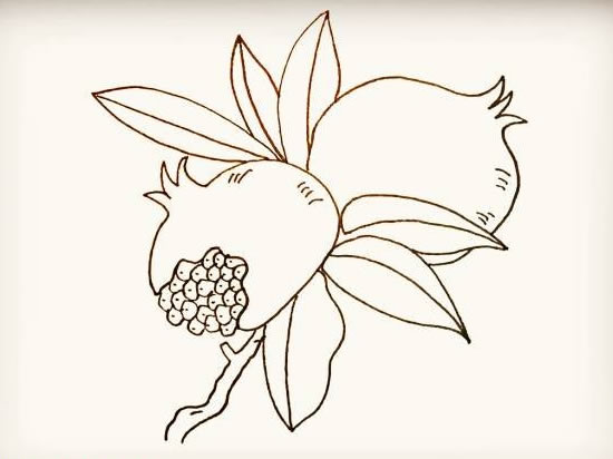 带叶子的石榴简笔画