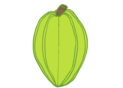 杨桃简笔画图片大全