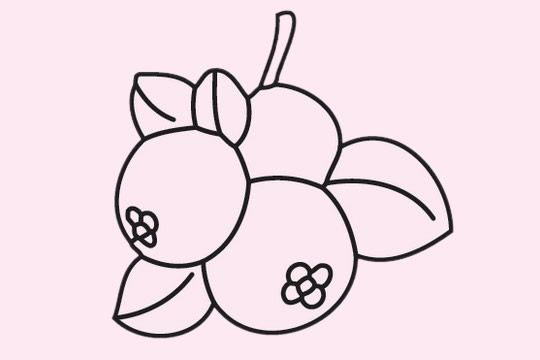 几张关于枇杷的简笔画