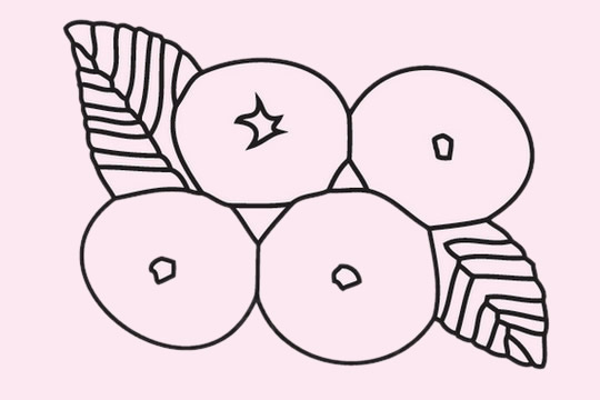 几张关于枇杷的简笔画