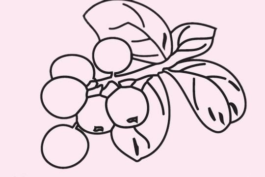 几张关于枇杷的简笔画
