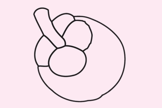 几张关于山竹的简笔画