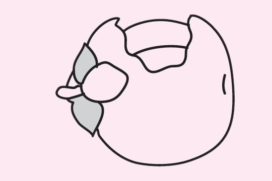 几张关于山竹的简笔画