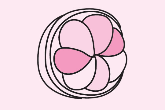 几张关于山竹的简笔画