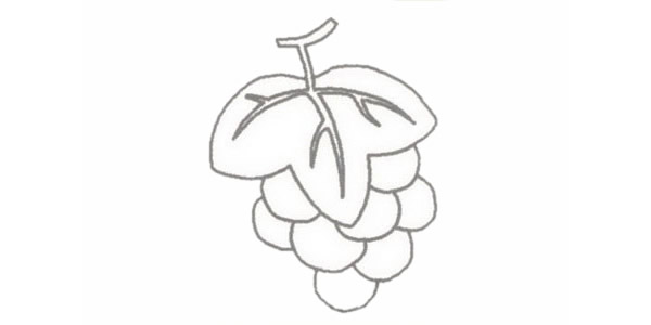 涂色的葡萄简笔画