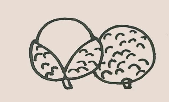 剥开的荔枝简笔画步骤