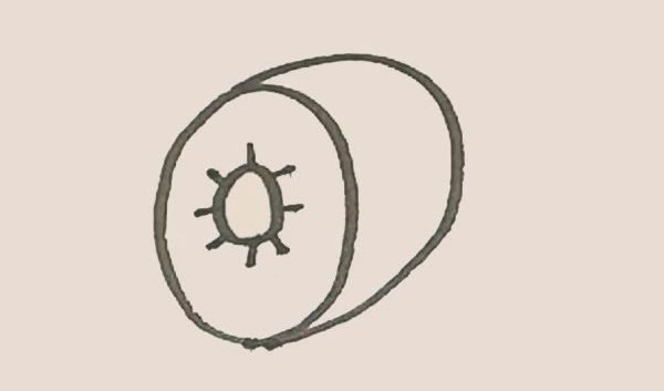 切开的猕猴桃简笔画