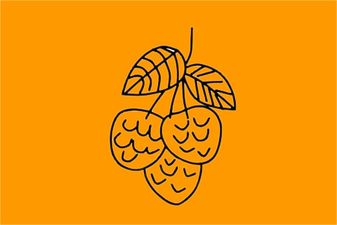 荔枝简笔画图片大全