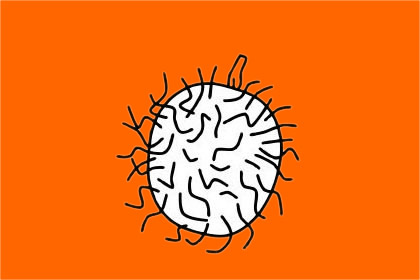 毛丹简笔画图片大全