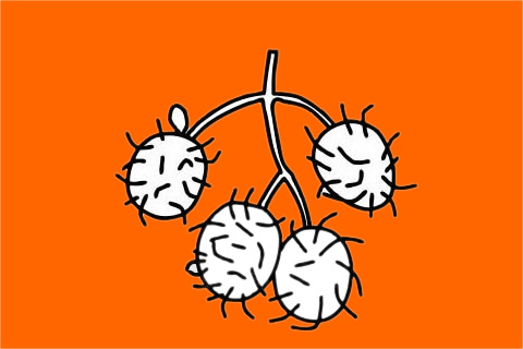 毛丹简笔画图片大全