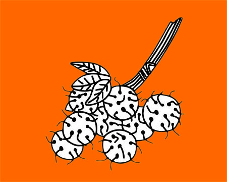 毛丹简笔画图片大全