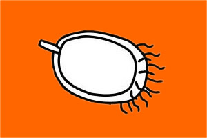 毛丹简笔画步骤