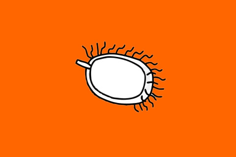 毛丹简笔画步骤