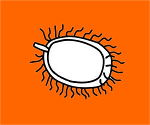 毛丹简笔画步骤