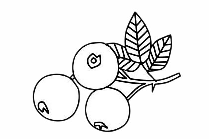 分享几幅关于山楂的简笔画