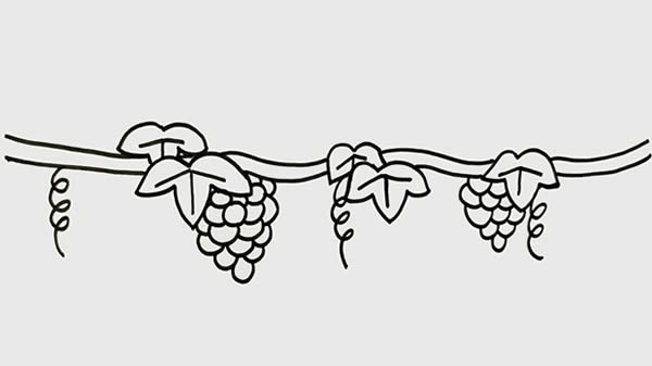葡萄树上挂着葡萄的简笔画