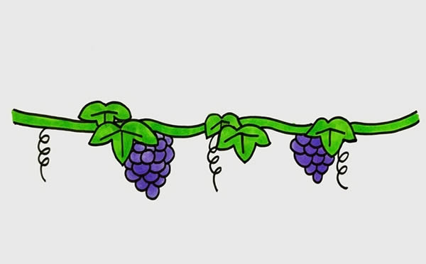 葡萄树上挂着葡萄的简笔画