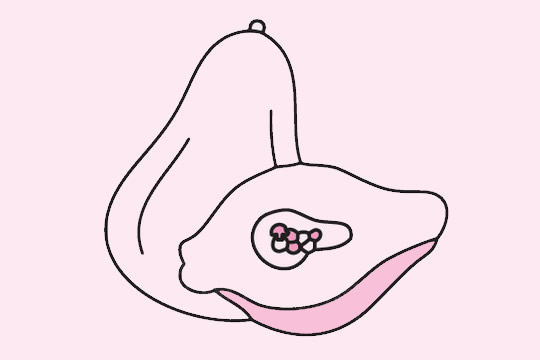 分享几幅关于木瓜的简笔画