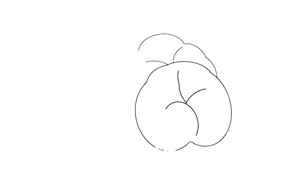 蟠桃怎么画 蟠桃简笔画步骤