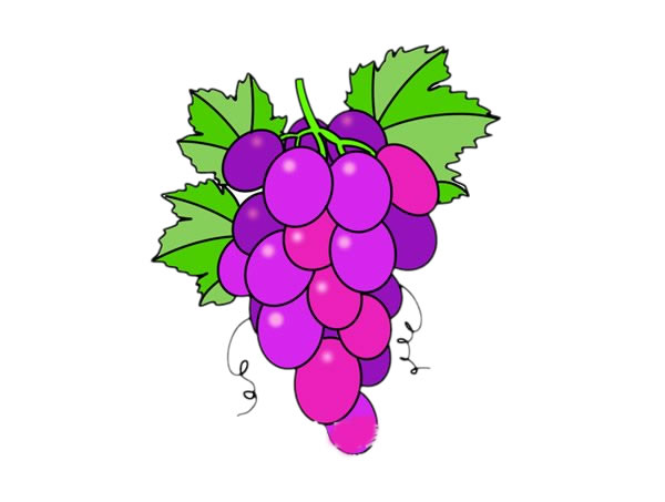 一串葡萄简笔画带涂色