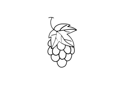 简单易学的葡萄简笔画