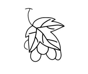 简单易学的葡萄简笔画