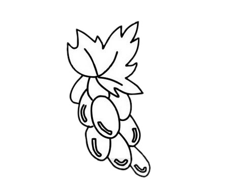 简单易学的葡萄简笔画