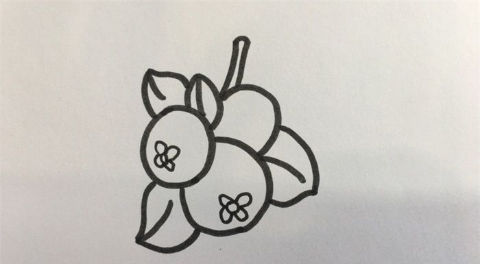 怎样画枇杷