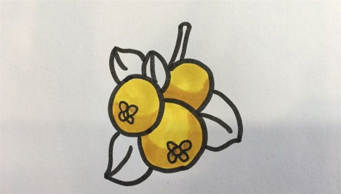 怎样画枇杷