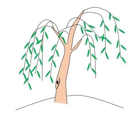 涂色的垂柳简笔画