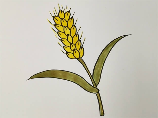 儿童学画麦穗简笔画的画法