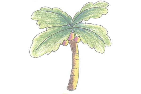 椰子树简笔画的画法步骤