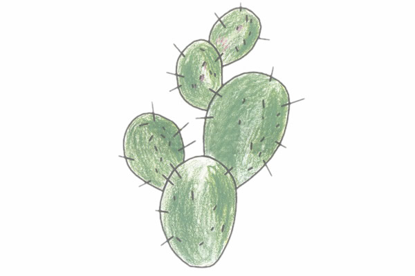 带颜色的仙人掌简笔画教程