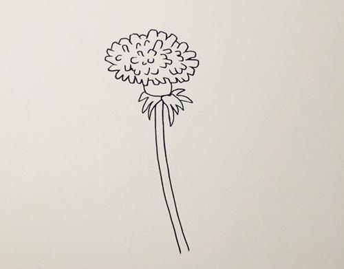 关于蒲公英的简笔画步骤