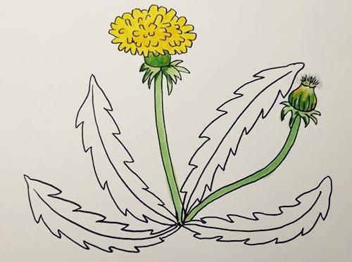 关于蒲公英的简笔画步骤
