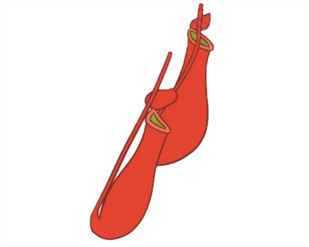 涂色的猪笼草简笔画怎么画