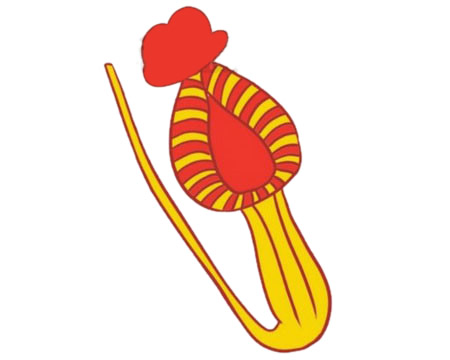 漂亮的猪笼草简笔画带颜色