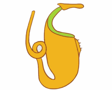 关于猪笼草的简笔画