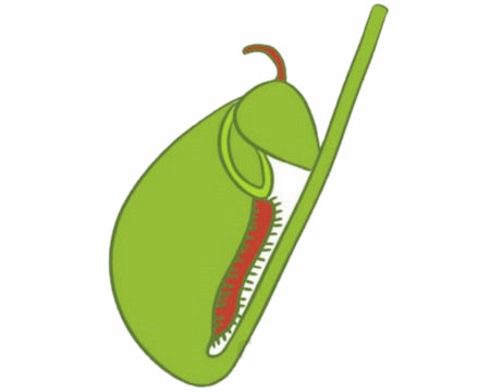 绿色的猪笼草简笔画