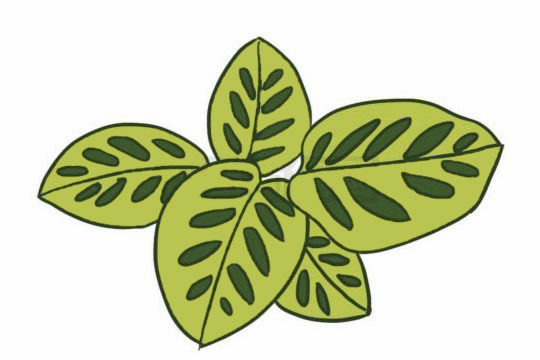 竹芋怎么画简单有好看